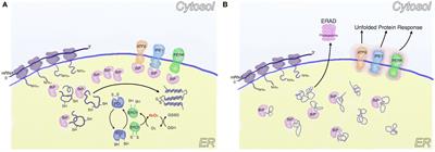 Cardiac Cell Senescence and Redox Signaling